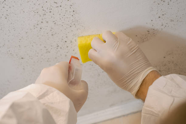 Trusted Littlefield, TX Mold Removal Experts