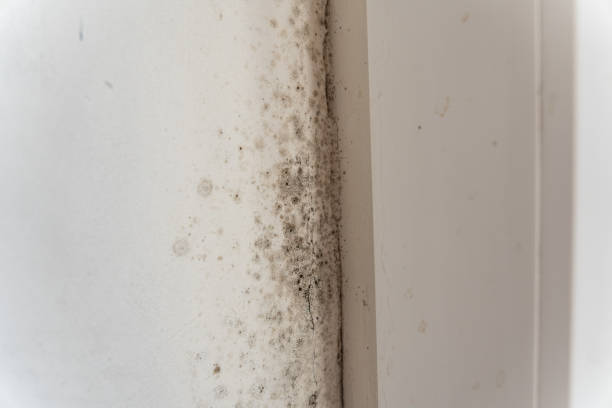 Best Environmental Consulting for Mold Prevention  in Littlefield, TX